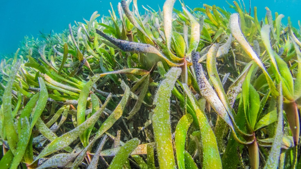 Ano ang Pinakamahusay na Seaweed Flakes